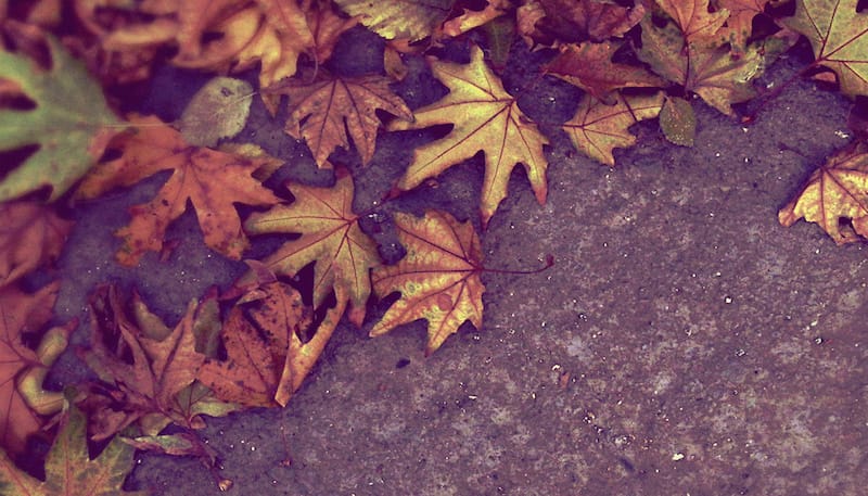 Fall_Leaves