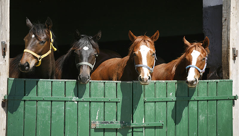 Horses_800x457.jpg