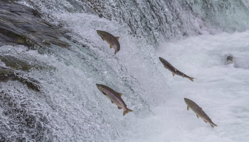 Salmon.jpg