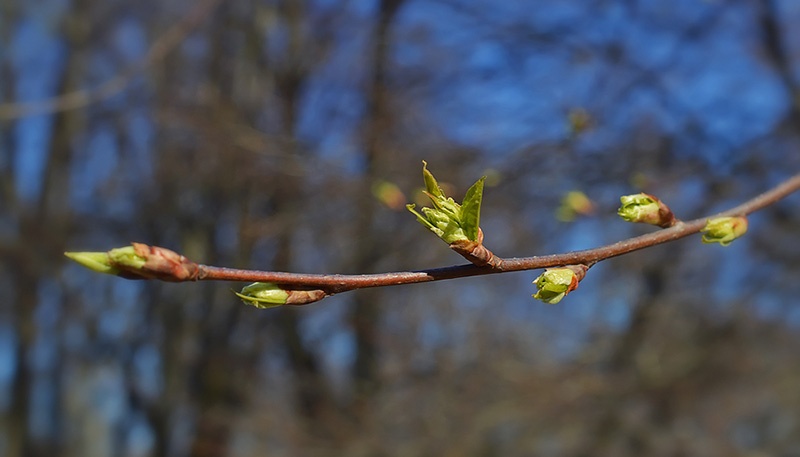 Spring Bud.jpg