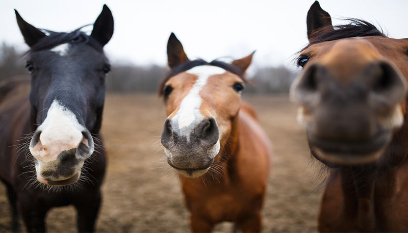 Wild_Horse_Pic.jpg