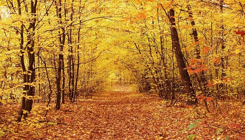 bigstock-Fall-214261.jpg