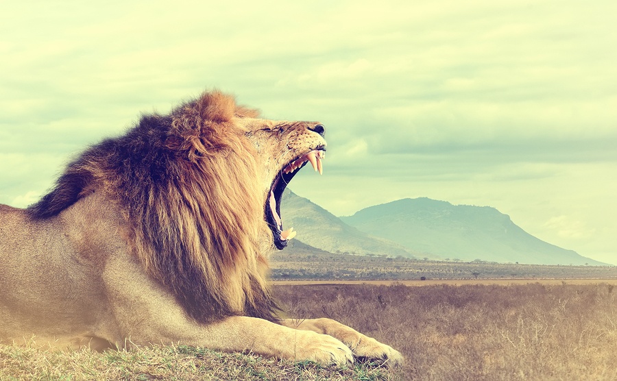 bigstock-Wild-African-Lion-Vintage-Eff-115615415.jpg