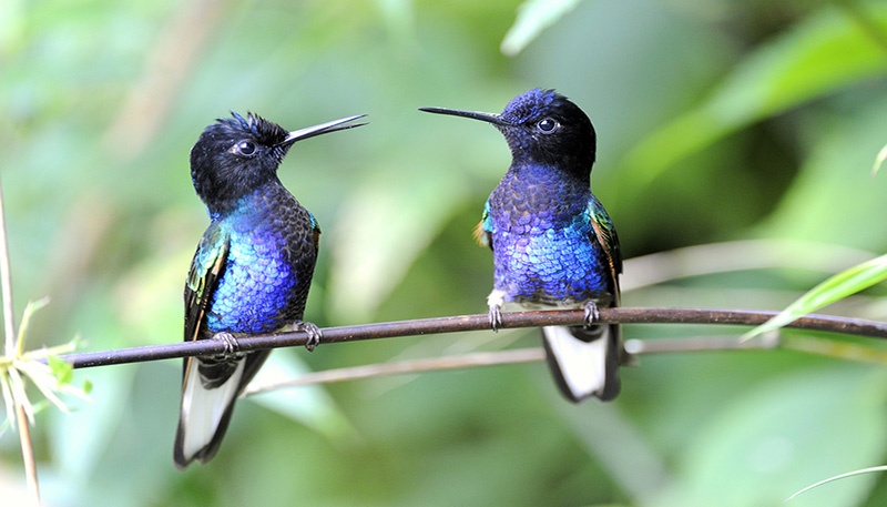 birds.jpg