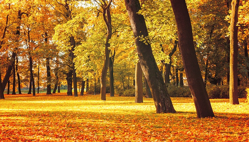 fall.jpg